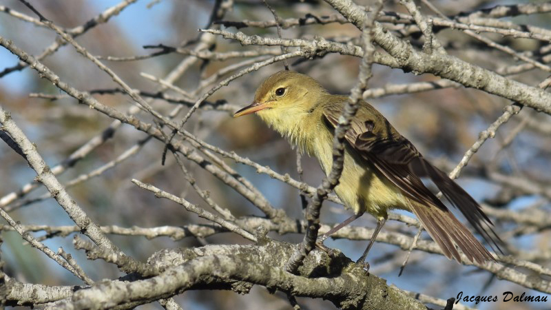 Hypolaïs polyglotte.jpg